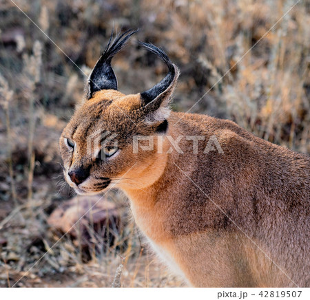 Carolol cat looks scans his surroundings 42819507