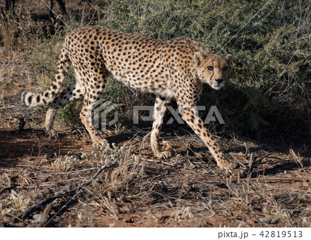Cheetah walks slowly across desert scrub Cheetah walks slowly across desert scrub 42819513