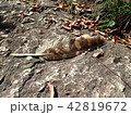 落とし物　鳥の羽 42819672