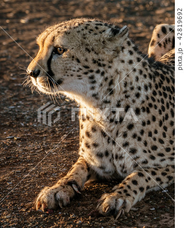 Closeup profile of adult cheetah Closeup profile of adult cheetah 42819692