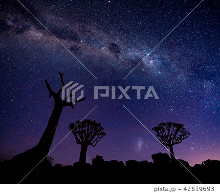 The Milky Way shines over quivertrees 42819693