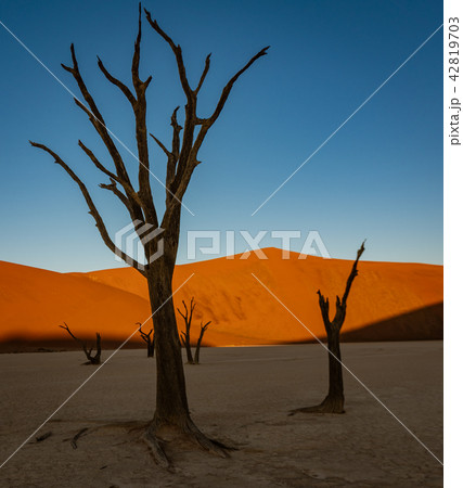 Dead camelthorn trees sitting in a salt pan in Dea 42819703
