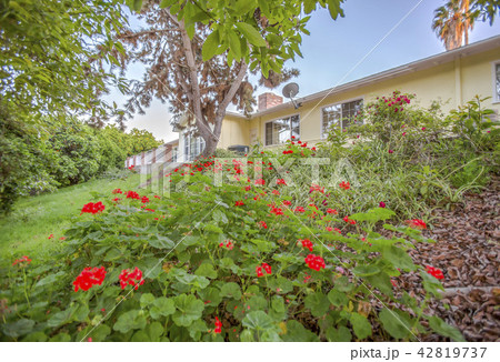 Green plants with red flowers in Fallbrook home Green plants with red flowers in Fallbrook home 42819737