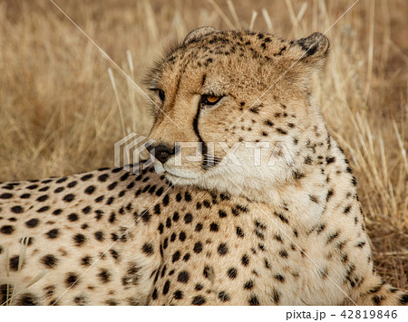 Adult cheetah lies down in dry grass Adult cheetah lies down in dry grass 42819846
