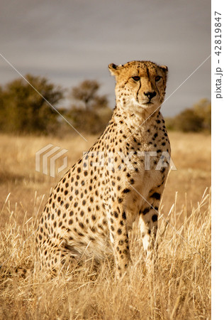 Adult cheetah sits up scans his surroundings Adult cheetah sits up scans his surroundings 42819847