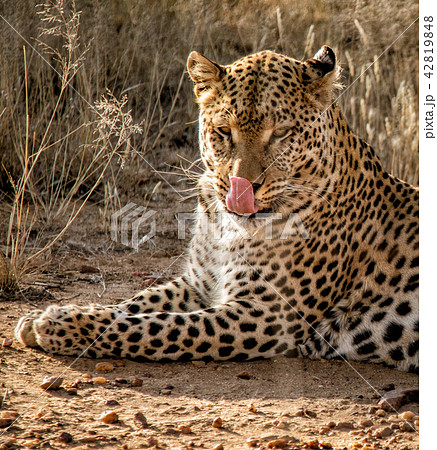 Profile of a leopard licking his own face Profile of a leopard licking his own face 42819848