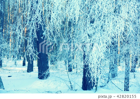 Pine branches covered with rime Pine branches covered with rime 42820155