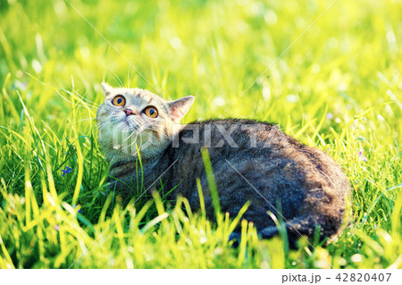Cute cat lies in the grass on the green lawn 42820407