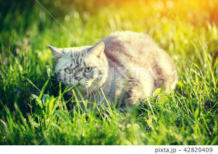 Cat lying in a green grass in summer. Cat lying in a green grass in summer. 42820409