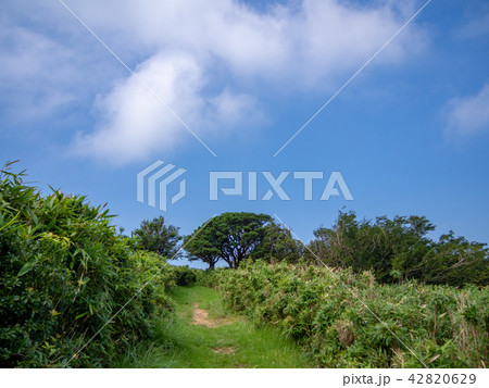 【伊豆半島】快晴・青空・夏の高原風景【伊豆山稜線歩道・だるま山周辺】 42820629