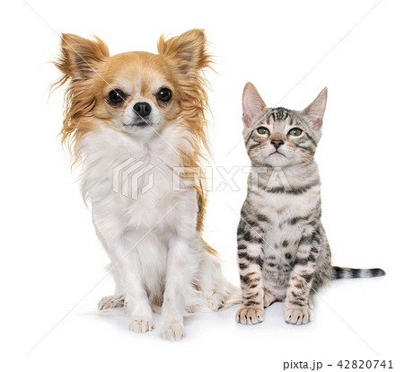 silver bengal kitten and chihuahua 42820741