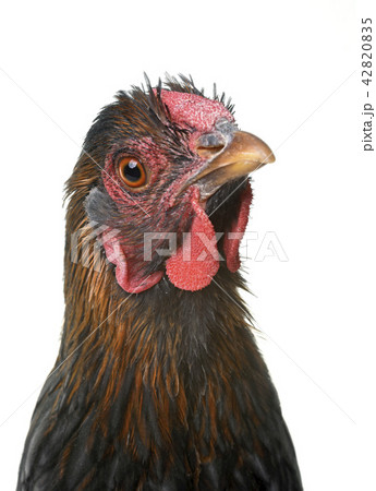 blue laced wyandotte blue laced wyandotte 42820835