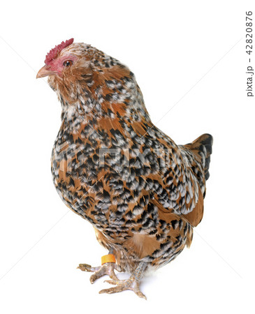 Barbu d'Anvers in studio 42820876