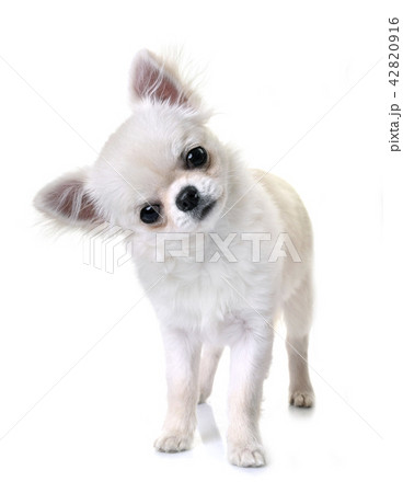 chihuahuas in studio 42820916