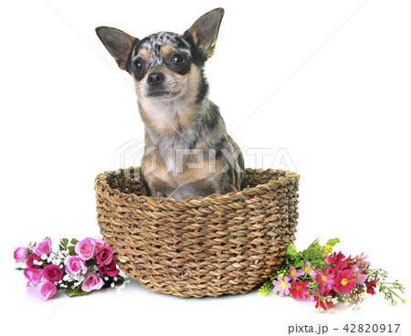 chihuahua in studio 42820917