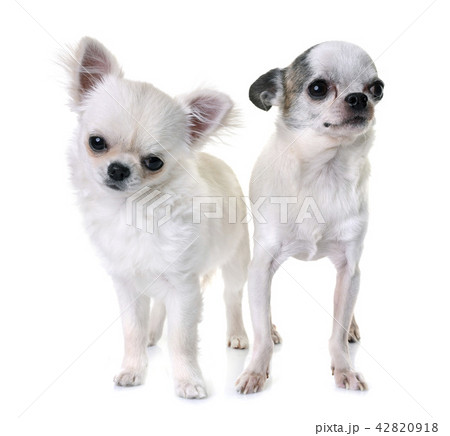 chihuahuas in studio 42820918