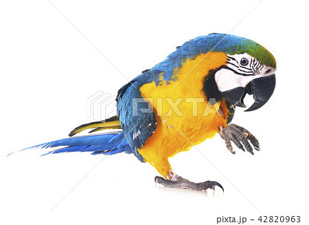 Blue-and-yellow macaw in studio Blue-and-yellow macaw in studio 42820963