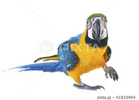 Blue-and-yellow macaw in studio Blue-and-yellow macaw in studio 42820964