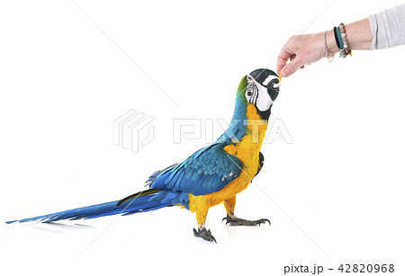 Blue-and-yellow macaw in studio 42820968