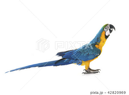 Blue-and-yellow macaw in studio 42820969