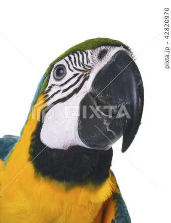 Blue-and-yellow macaw in studio 42820970