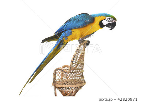 Blue-and-yellow macaw in studio 42820971