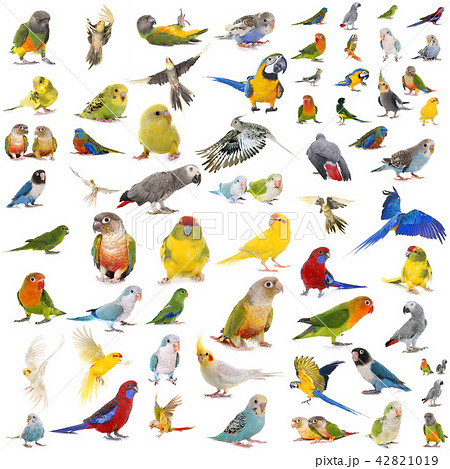 group of parrots 42821019