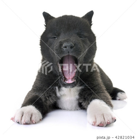 puppy american akita 42821034