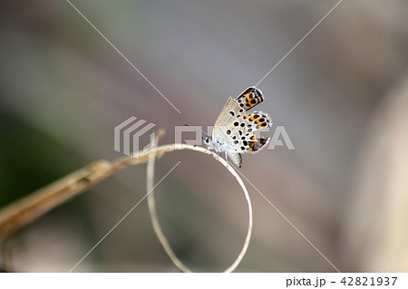 ミヤマシジミ ミヤマシジミ 42821937