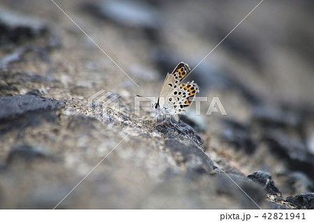 ミヤマシジミ 42821941