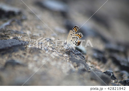 ミヤマシジミ 42821942