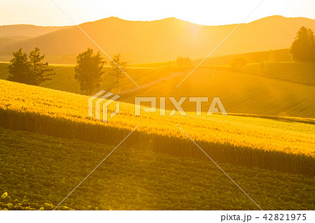 《北海道》美瑛・田園風景の夕景 《北海道》美瑛・田園風景の夕景 42821975