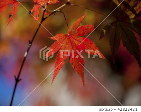 紅葉　もみじ 42822421