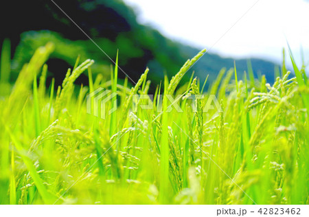 初秋のイネ 42823462