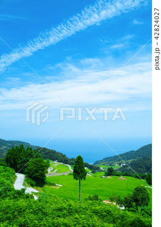 夏の岩首昇竜棚田 42824027