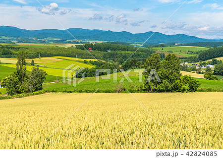 《北海道》美瑛の丘・三愛の丘より望む夏の田園風景 《北海道》美瑛の丘・三愛の丘より望む夏の田園風景 42824085
