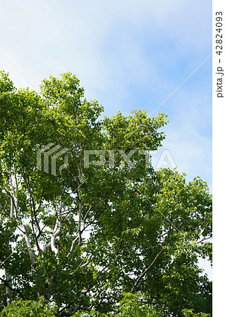 真夏のシラカバ 42824093