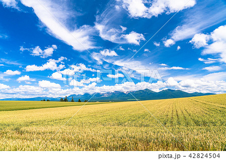 北海道 上富良野 夏の空と田園風景の写真素材