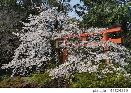 円山公園の桜 42824819