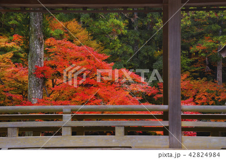 紅葉 紅葉 42824984
