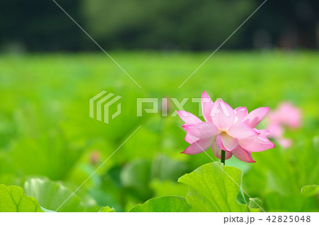 ハスの花 ハスの花 42825048