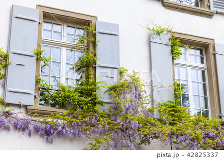Old house facade with windows and flowers Old house facade with windows and flowers 42825337