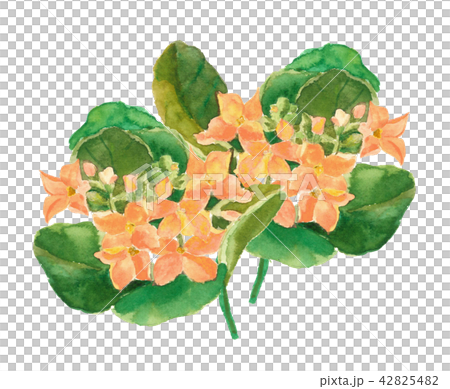 Kalanchoe Orange 42825482