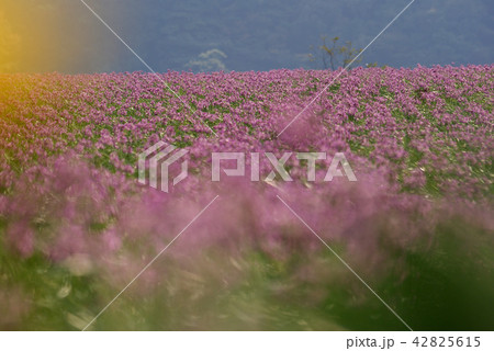 鳥取 四季の散歩 秋 ラッキョウの花 鳥取 四季の散歩 秋 ラッキョウの花 42825615