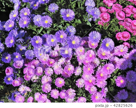 自生する「友禅菊」 42825626