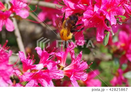 トラマルハナバチとヤマツツジの花 42825867