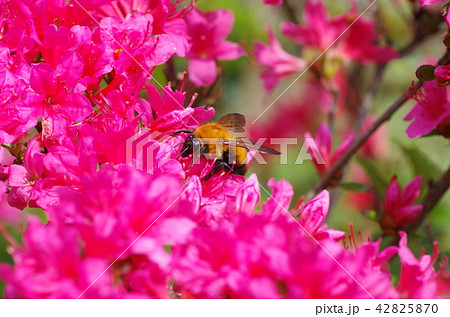 トラマルハナバチとヤマツツジの花 42825870