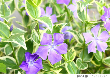 ツルニチニチソウ 42825952