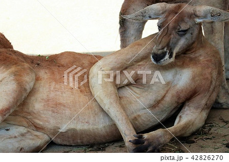 オヤジみたいなカンガルー 42826270