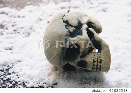 頭蓋骨 雪 頭蓋骨 雪 42826513